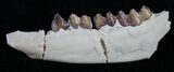 Oligocene Ruminant (Leptomeryx) Jaw Section #10570-1